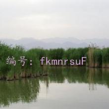 ޿